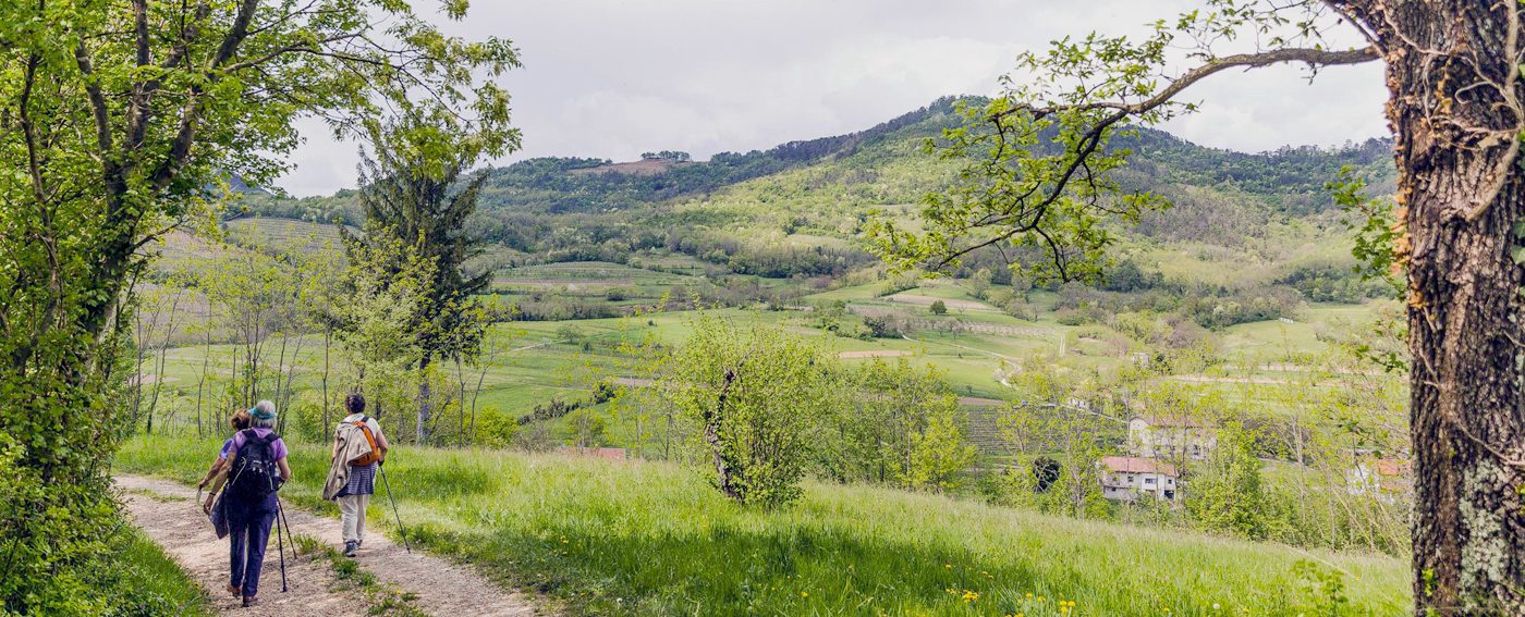 Gentle hills and vineyards